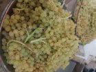 فروش انگور برای شیره برای کشمش آفتابی در خرمدره در گروه خرید و فروش انگور در یکمیوه