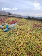 سیب ضایعات درختی مقدار 1000 تن در آباده در گروه خرید و فروش سیب در یکمیوه