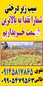 سیب زیر درختی در مراغه در گروه خرید و فروش سیب در یکمیوه