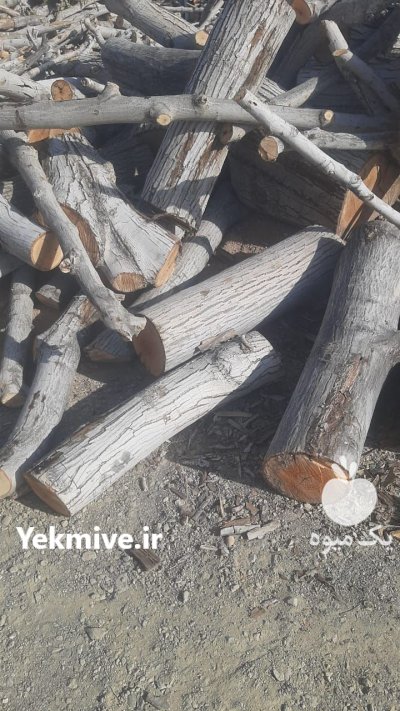 فروش چوب گردو در بوانات در گروه خرید و فروش انواع چوب در یکمیوه -عکس2