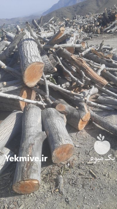 فروش چوب گردو در بوانات در گروه خرید و فروش انواع چوب در یکمیوه -عکس4