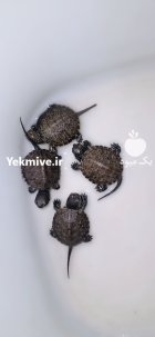 لاکپشت گوش قرمز در اصفهان در گروه حیوانات خانگی در یکمیوه