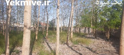 فروش درخت صنوبر در لاهیجان در گروه خرید و فروش چوب درخت در یکمیوه -عکس1