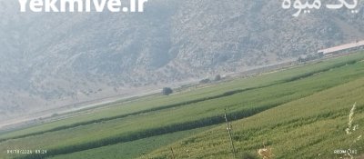 فروش ذرت علوفه ای در سعادت شهر در گروه خوراک دام و طیور در یکمیوه -عکس2