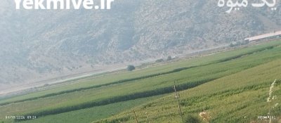 فروش ذرت علوفه ای در سعادت شهر در گروه خوراک دام و طیور در یکمیوه -عکس4