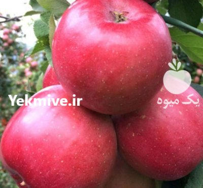 فروش سیب درختی پاییزی قرمز زرد در فریدونشهر در گروه خرید و فروش سیب در یکمیوه -عکس1