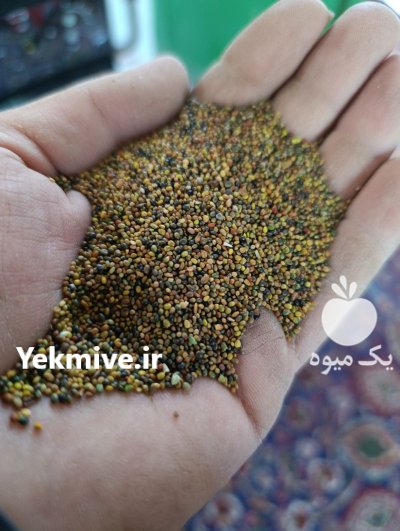 فروش بذر شبدر در آستارا در گروه خرید و فروش انواع بذر در یکمیوه -عکس1