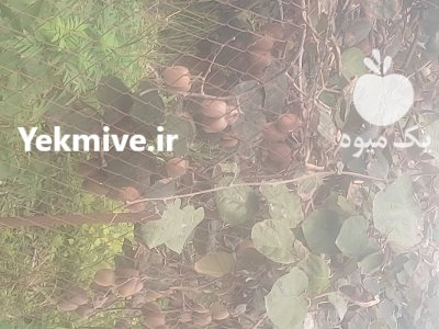 فروش کیوی درجه یک تنکابن در مازندران در گروه خرید و فروش کیوی در یکمیوه -عکس1