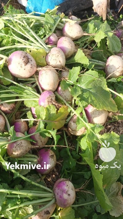 شلغم ترب اوشین در بوکان در گروه خرید و فروش شلغم در یکمیوه -عکس4