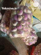 شلغم ترب اوشین در بوکان در گروه خرید و فروش شلغم در یکمیوه