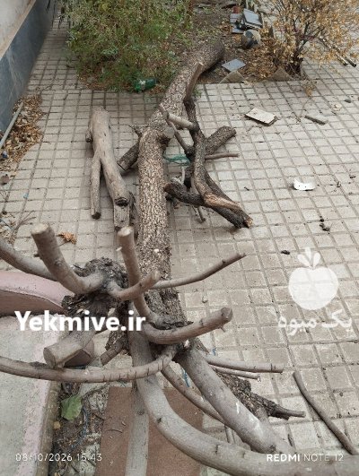 فروش تنه درخت خرمالو خشک در ملارد در گروه خرید و فروش چوب درخت در یکمیوه -عکس1