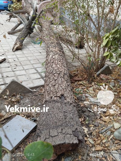 فروش تنه درخت خرمالو خشک در ملارد در گروه خرید و فروش چوب درخت در یکمیوه -عکس2