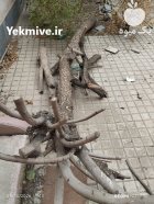 فروش تنه درخت خرمالو خشک در ملارد در گروه خرید و فروش چوب درخت در یکمیوه