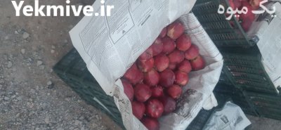 سیب قرمز استخوانی ابدار در کرج در گروه خرید و فروش سیب در یکمیوه -عکس2
