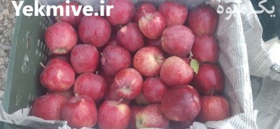 سیب قرمز استخوانی ابدار در کرج در گروه خرید و فروش سیب در یکمیوه -عکس4