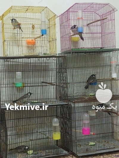بلبل خرما آبادانی در خرمشهر در گروه خرید و فروش انواع پرنده در یکمیوه -عکس2