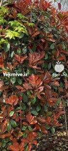فروش یاس هلندی فتونیاژینک و عنبریا اسبی در آمل در گروه خرید و فروش گیاهان زینتی در یکمیوه