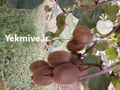 فروش کیوی درجه یک در تنکابن در گروه خرید و فروش کیوی در یکمیوه -عکس2
