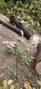 چوب گردو فروش ویژه در مارگون در گروه خرید و فروش انواع چوب در یکمیوه