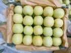 فروش سیب قرمز فله ای سفید در اشنویه در گروه خرید و فروش سیب در یکمیوه